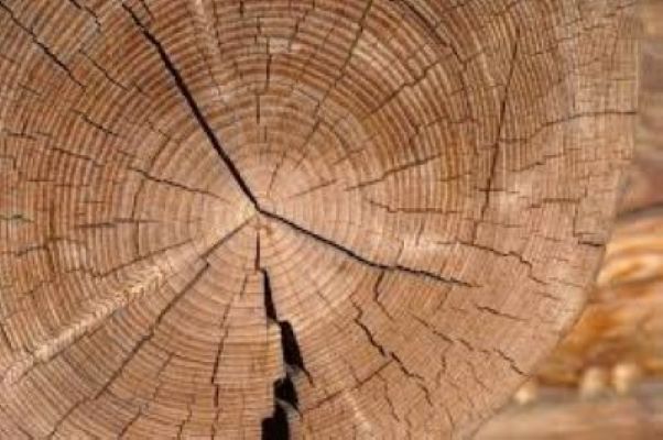 Boerboom Hout